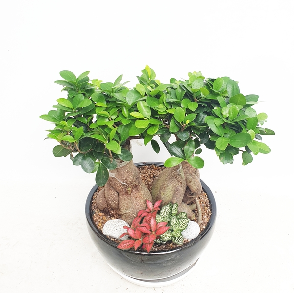 인삼팬더 인삼팬다 탁상용 (중) 승진 영전 개업 칠순 팔순 사무실 이사 확장 화분 배달