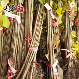 옻나무 묘목 참옻나무 중묘 실사용 후기 | 효과 있을까? - 상품 이미지 2