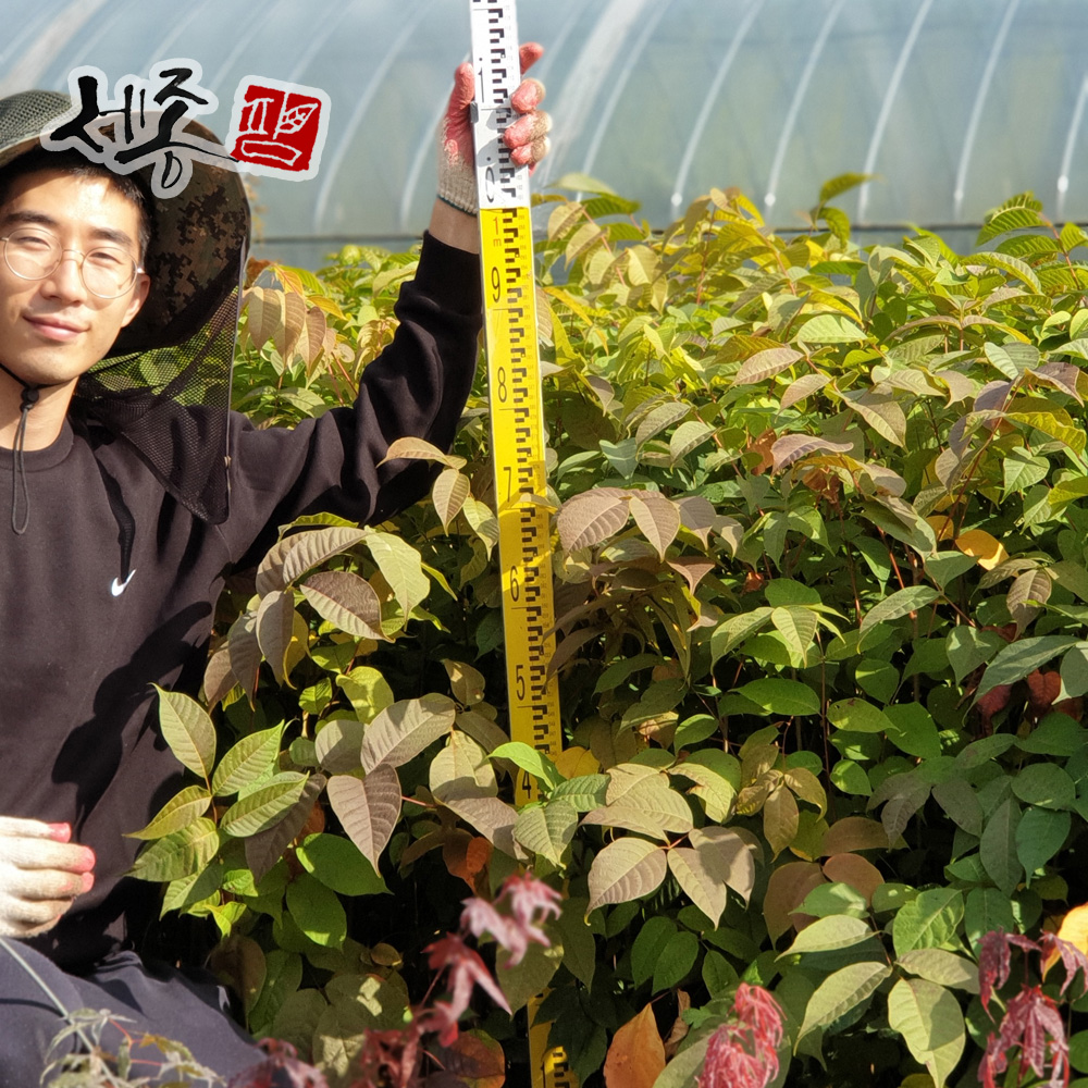 옻나무 묘목 참옻나무 중묘 실사용 후기 | 효과 있을까? - 대표 이미지