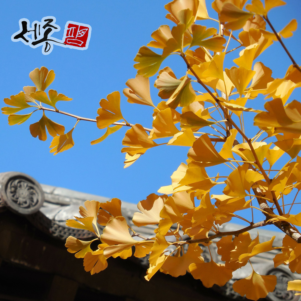 은행나무 2년 묘목 제품 이미지