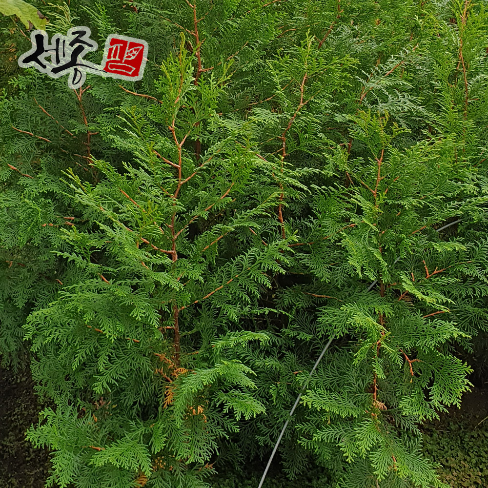 측백나무 30cm 플러그묘 - 상세 이미지 2