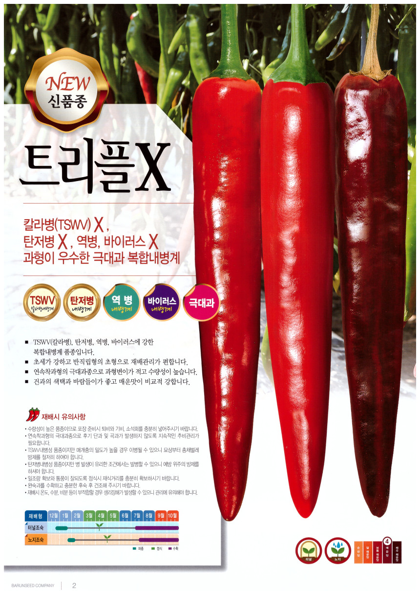 바른씨드 - 트리플X (복합내병계 신품종) : 네이버 블로그