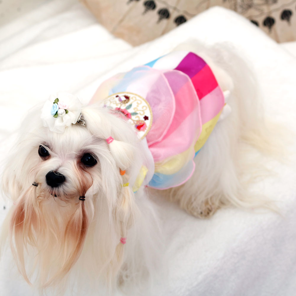 강아지 고양이 애견 한복 설빔 강아지옷 개량드레스 - 상품 이미지