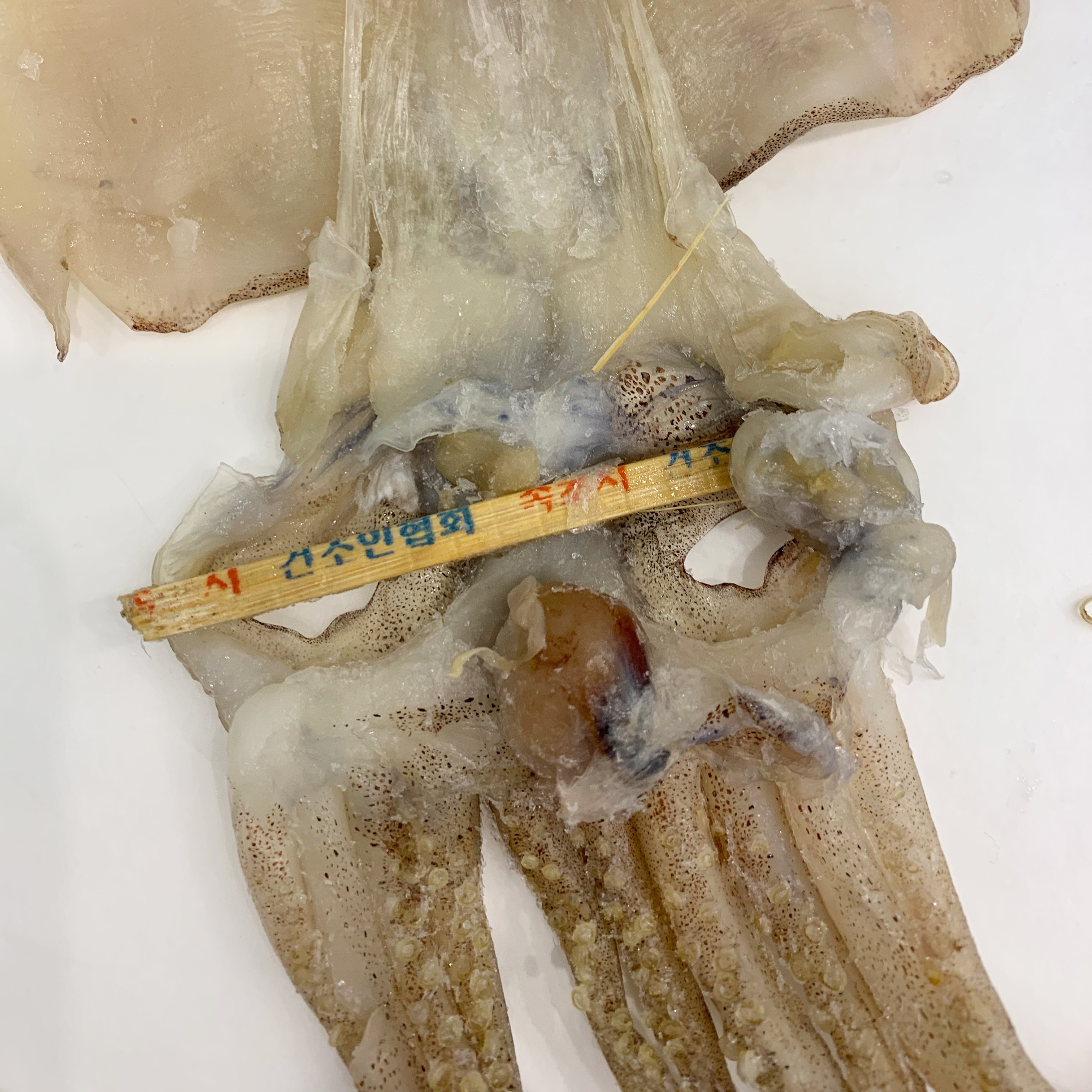 반건조 오징어 대 10미 말린 피데기 동해 반건 피대기 버티구이 건 건조 핏줄 - 상세 이미지 4