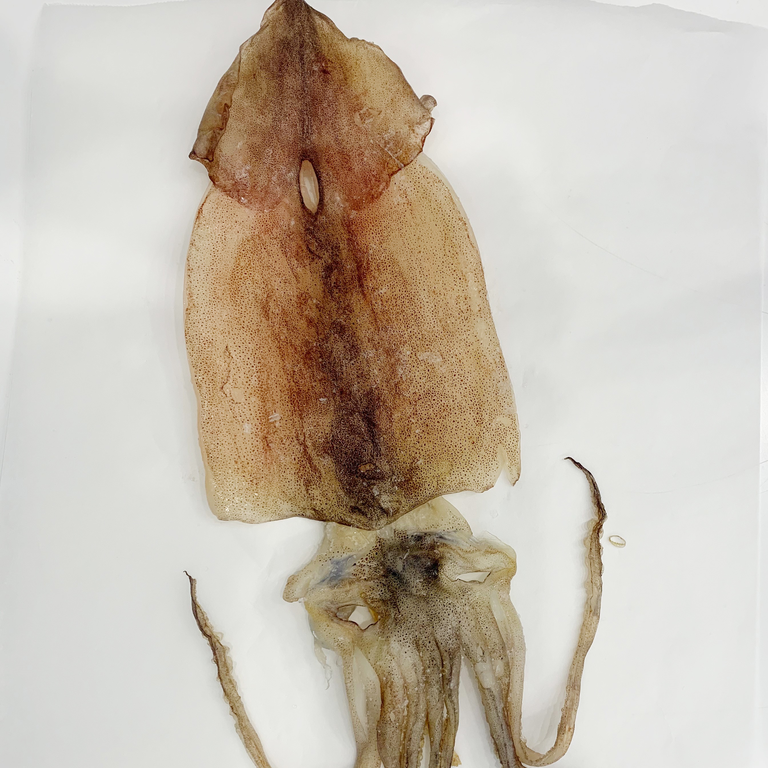 반건조 오징어 대 10미 말린 피데기 동해 반건 피대기 버티구이 건 건조 핏줄 - 상세 이미지 3