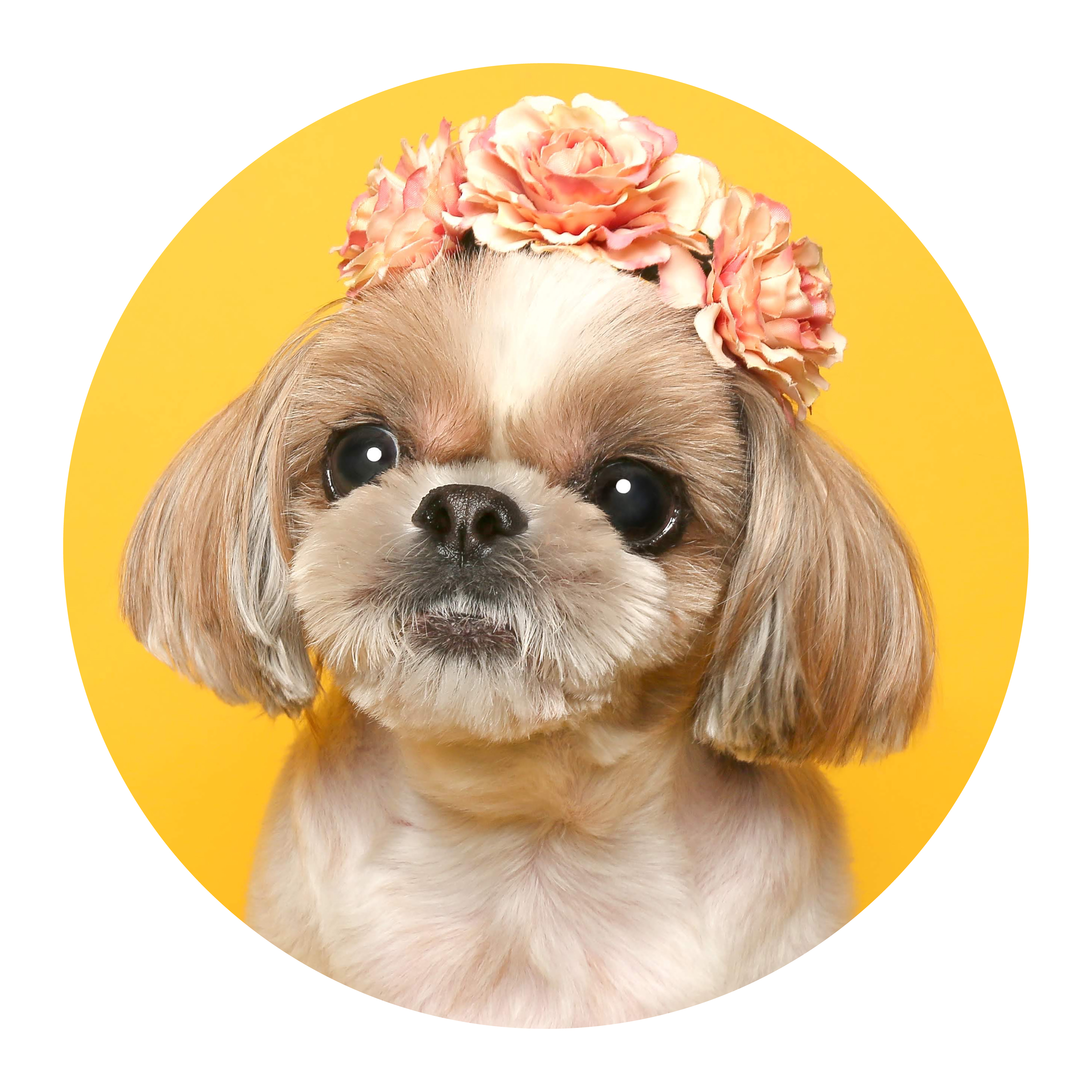 [딱딱스티커] 강아지 고양이 애견 반려견 캐리어 노트북 폰꾸 다꾸 굿즈 스티커 주문 제작 - 상세 이미지 2