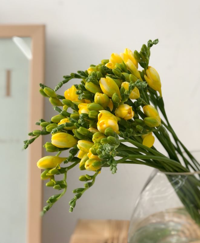 (BEST) 프리지아(10/20/30송이) - 제철꽃 정기구독 생일 선물 졸업식 입학식 생화다발 꽃배송 양재꽃시장 도매 이미지 4