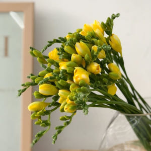 (BEST) 프리지아(10/20/30송이) - 제철꽃 정기구독 생일 선물... 솔직 후기 | 실사용자 리뷰 분석 - 상품 이미지 4