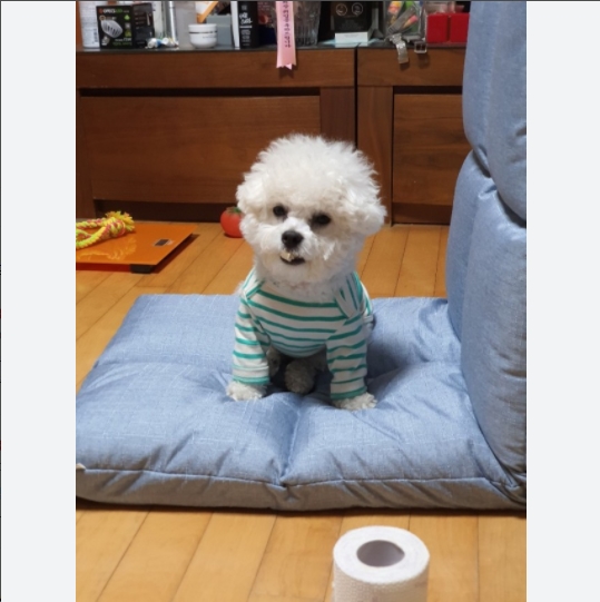 포그니 좌식의자 앉은뱅이 접이식 등받이 네이비