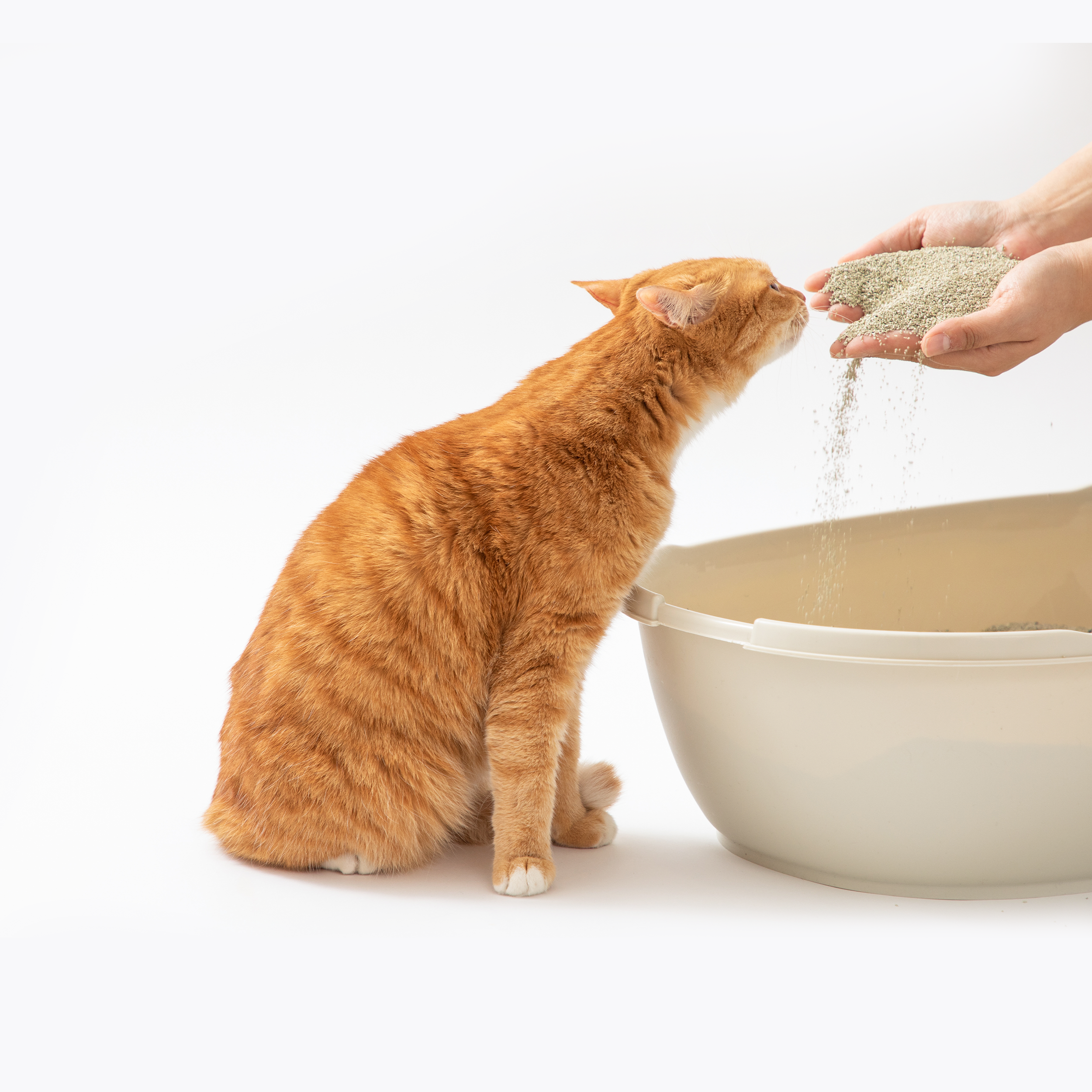 샌드백모래 오리지널 벤토나이트 고양이모래 9kg, 1개