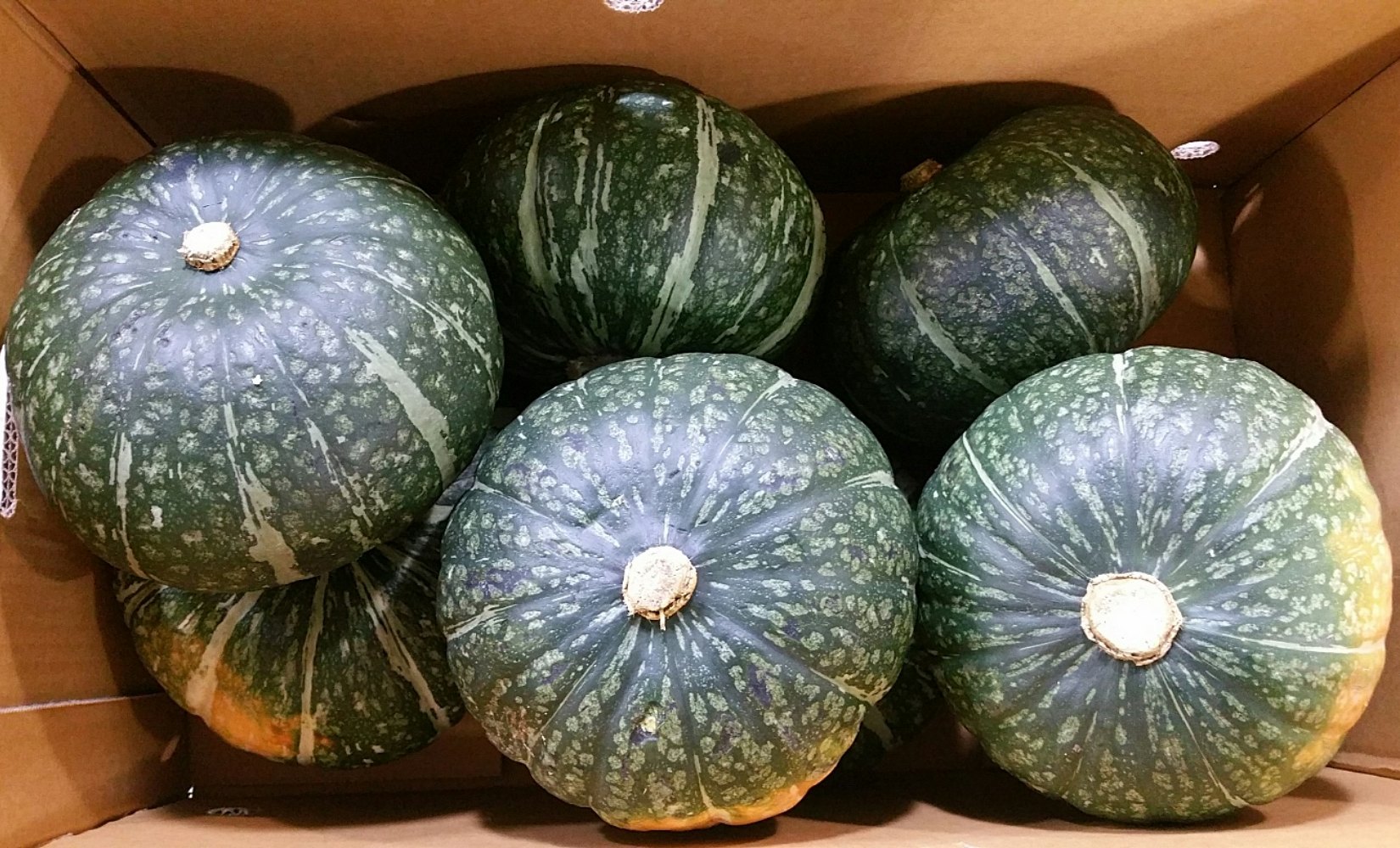 단호박 2kg 5kg 10kg 뉴질랜드 통가산 국내산