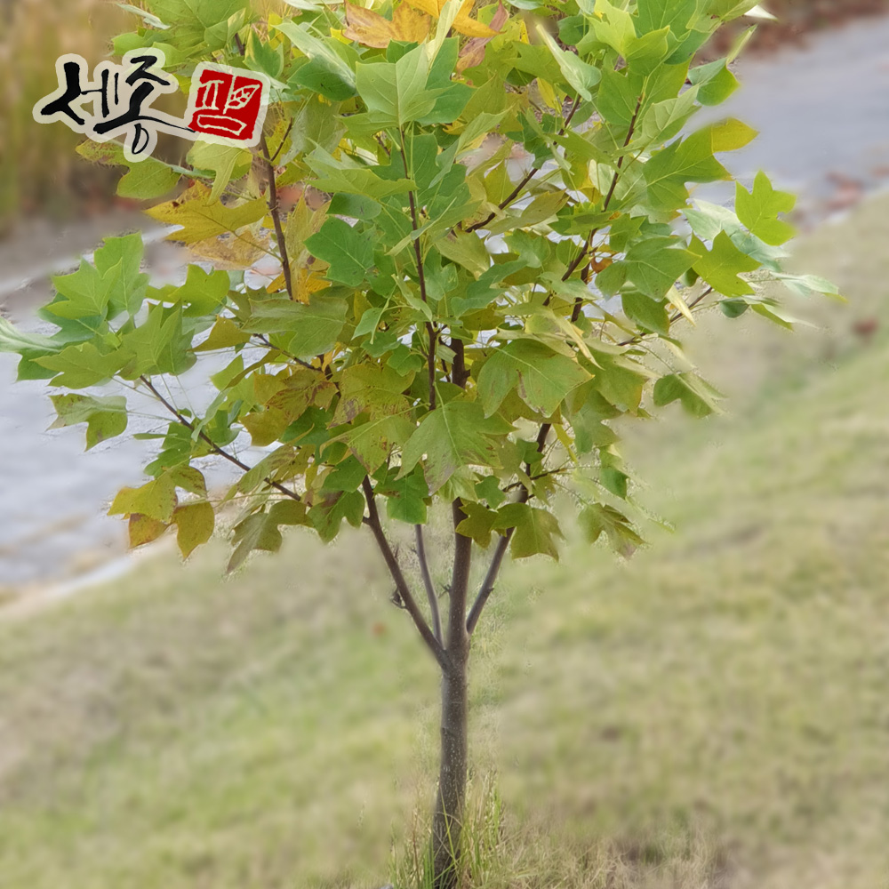 목백합 R3 R4 분묘 튤립나무 실사용 후기 | 효과 있을까? - 대표 이미지