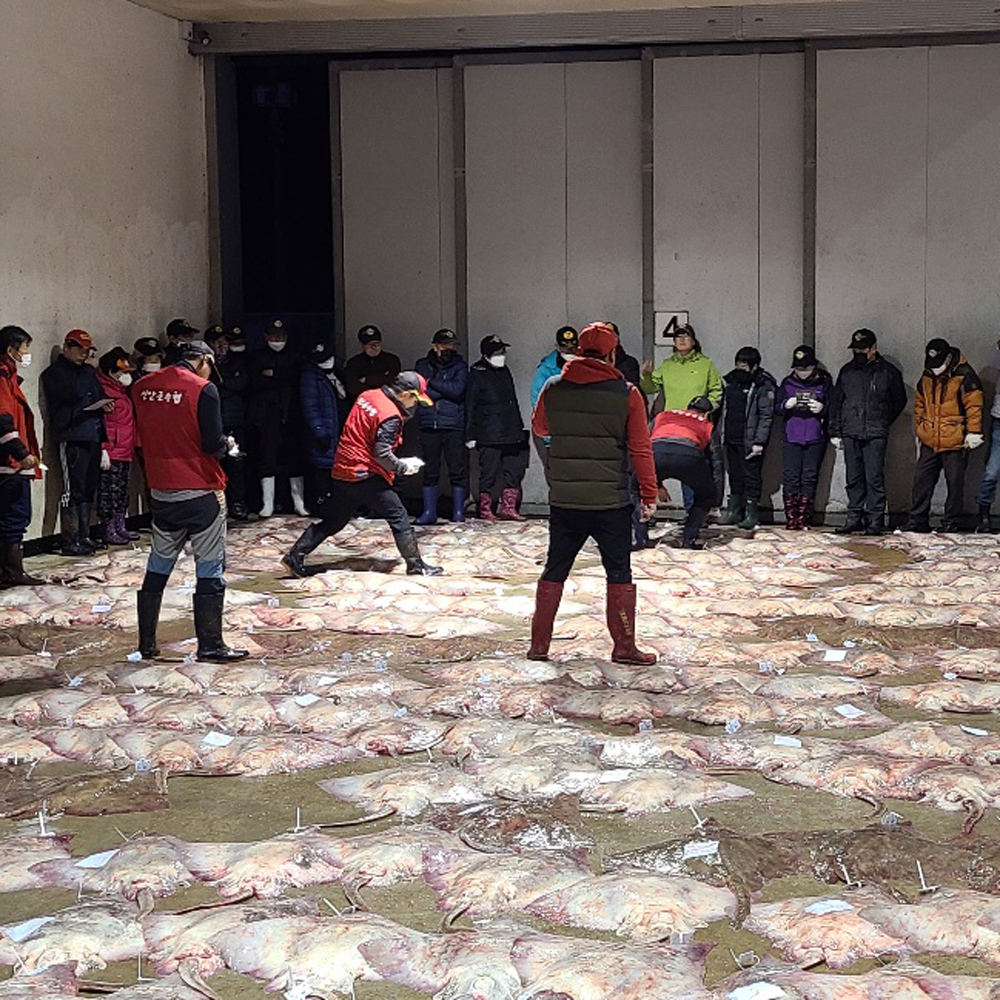 저온숙성 국내산 전라도 찰진 홍어 1Kg 초고추장 홍어코 애 탕거리 이미지 7