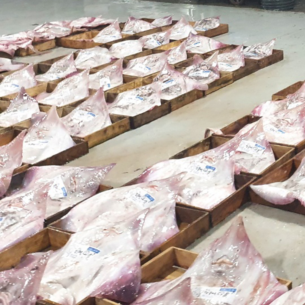 저온숙성 국내산 전라도 찰진 홍어 500g 초고추장 홍어코 애 탕거리 - 상세 이미지 5