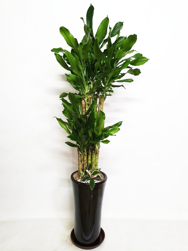 황금죽 (중) 대나무 공기 정화 대형화분 오픈 이전 개업 승진 축하 당일 전국 화분 배달