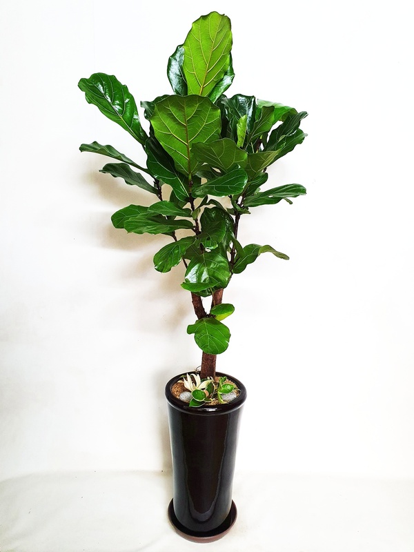 떡갈고무나무 (중) 카페 가게 개업 축하 오픈 화분 집들이 이전 확장 이사 화분 배달