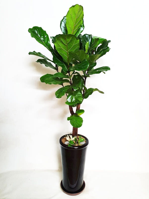 떡갈고무나무 (중) 화분 가격 비교 Blossomy 떡갈고무나무 (중) 화분