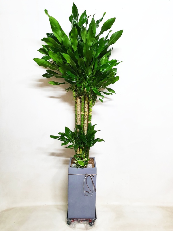 황금죽 (특대) 공기정화 악취제거 실내 인테리어 카페 개업 승진 축하 당일 화분 배달