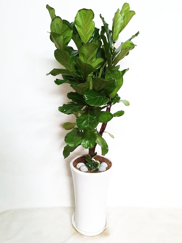 떡갈고무나무 (대) 카페 가게 오픈 축하 개업 승진 영전 이전 확장 화분 당일 배달 배송