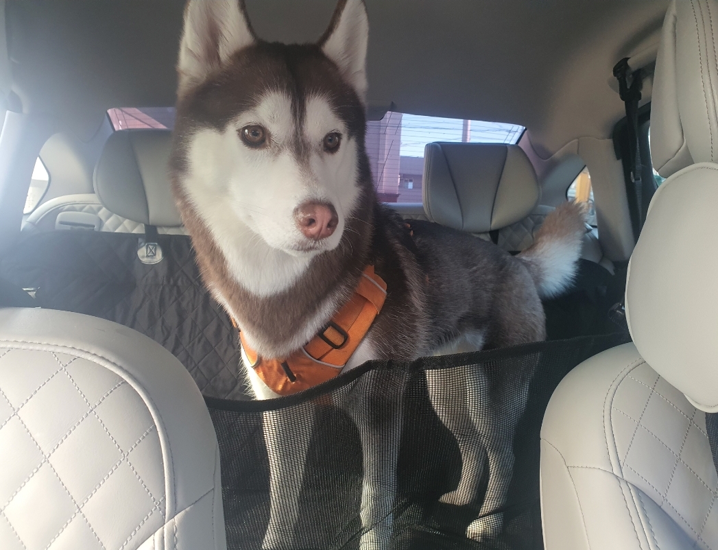 강아지카시트 애견 대형견 뒷좌석 카시트 차시트