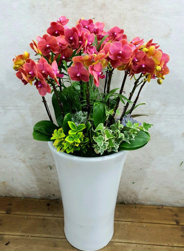 주황 호접란 서양난 화분 가격 추이 Blossomy 주황 호접란 서양난 화분 - 최저가 140,000원
