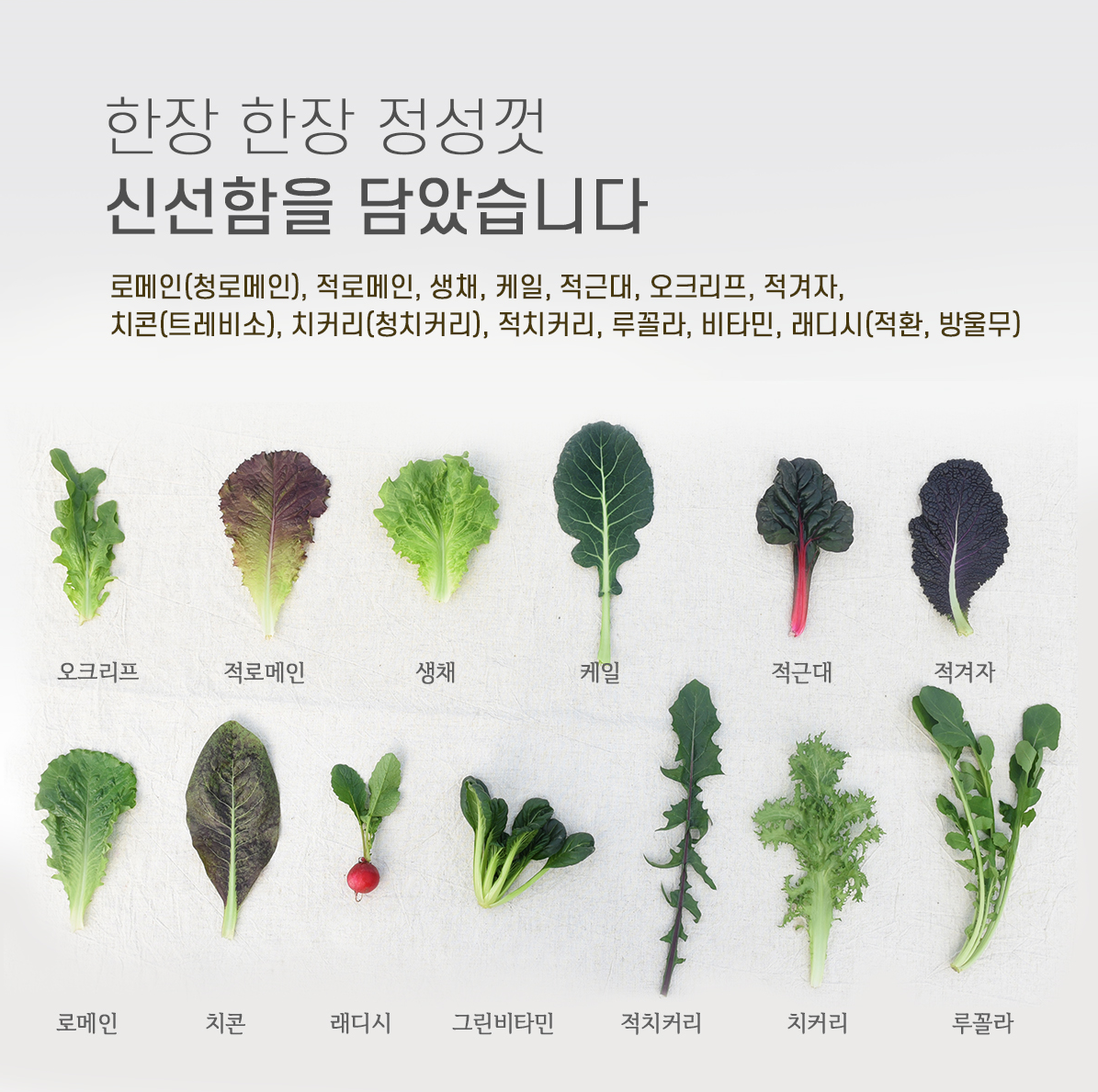 샐러드야채 쌈채소 1kg 로메인 그린비타민 루꼴라 쌈야채 치커리 적근대 모듬쌈 케일 - 상세 이미지 3