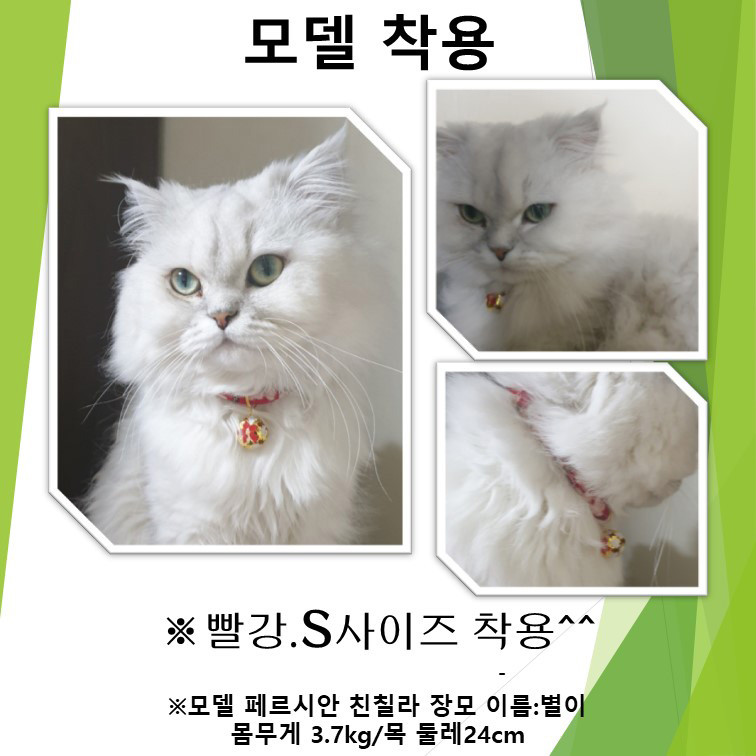 페르시안 친칠라 고양이 별이가 빨강 S사이즈를 착용한 모습