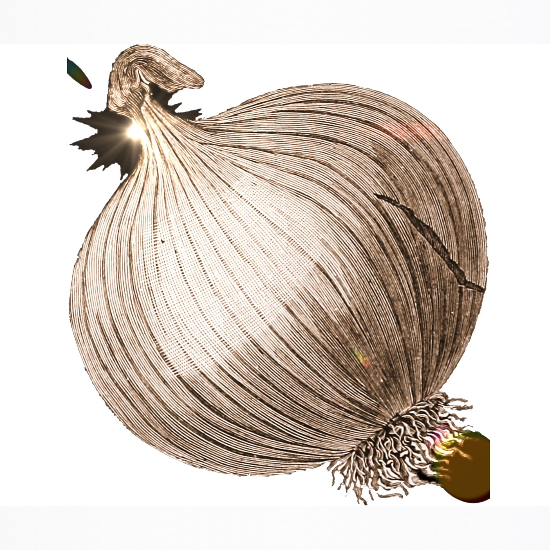 어니언코드 스토어 로고