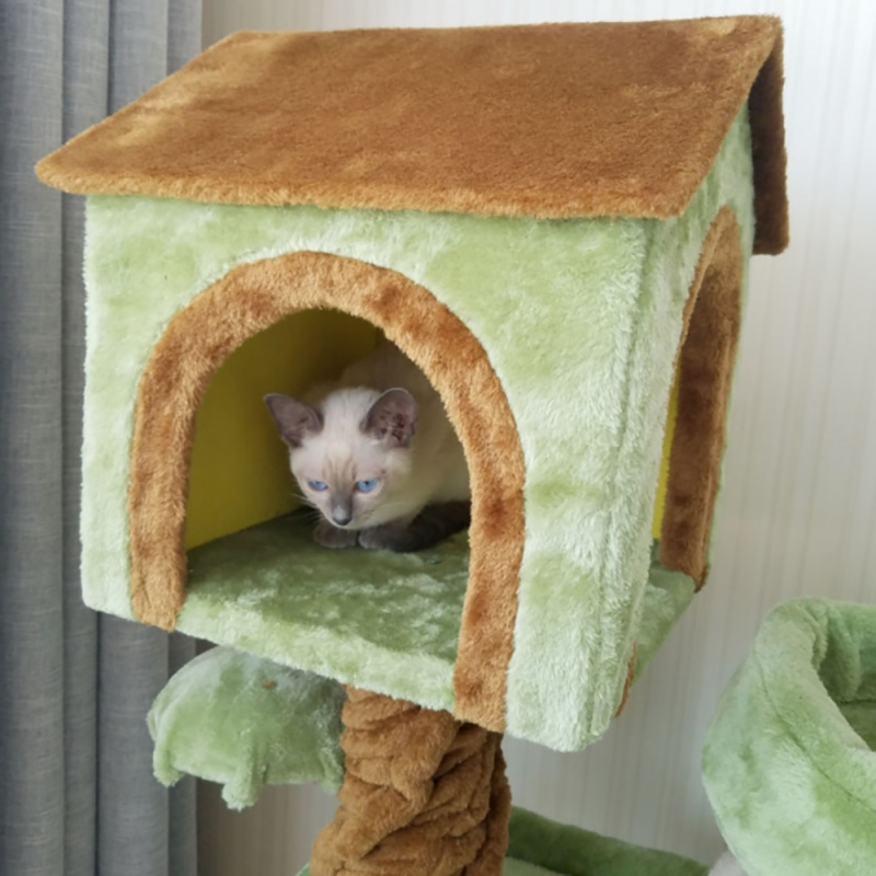 프리미엄 중형 고양이 원룸 캣타워 나무 캣트리 대형 인테리어 우드 숨숨집 3단 자작나무