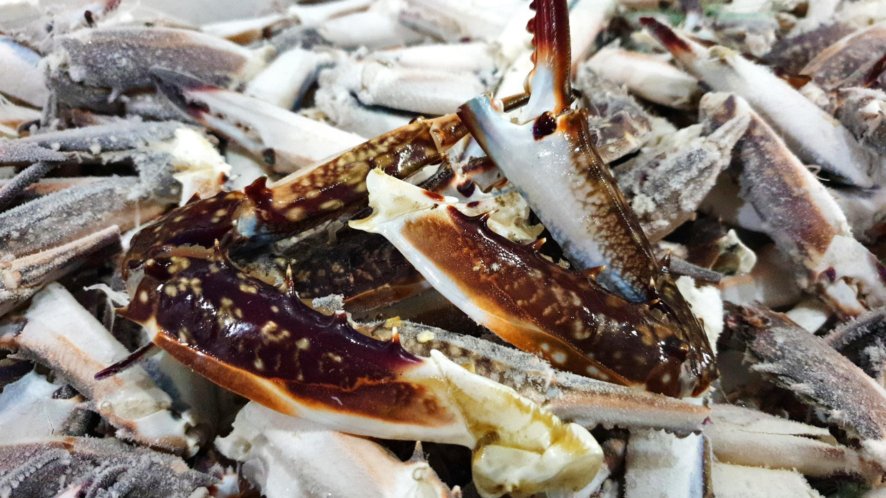 넉넉수산 업소용 국내산 급랭 꽃게발 꽃게다리 집게발 10KG 육수용