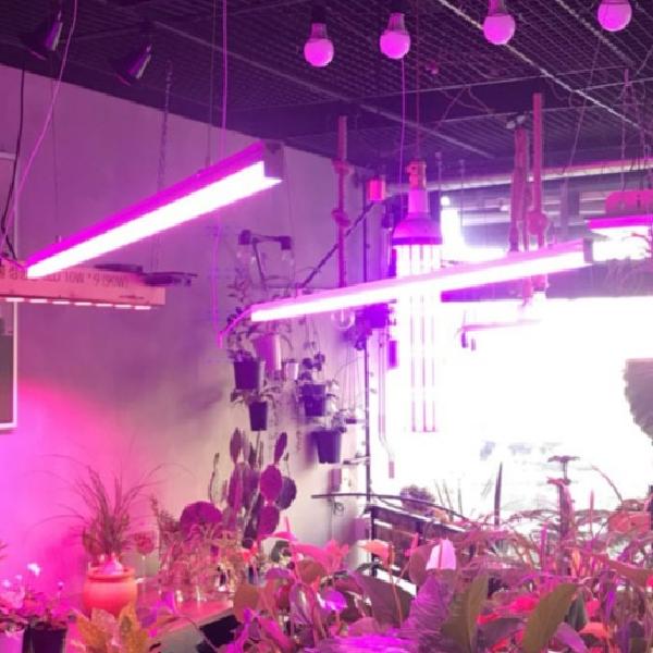 12V 12cm 풀 스펙트럼 식물 생장 등 식물 재배 등 식물용 LED 바 성장 조명 - 메인 이미지