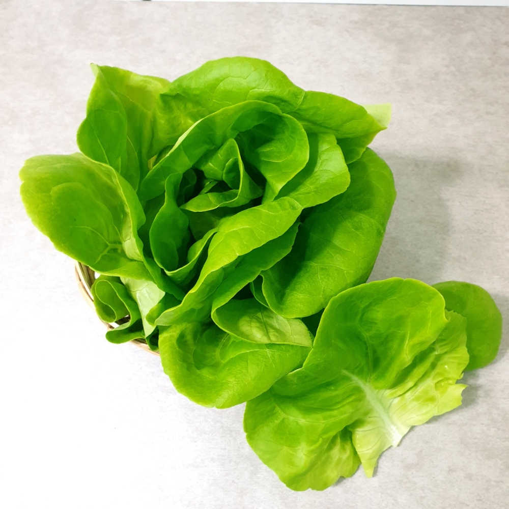 무농약 버터헤드레터스 1kg 농장직송 - 상세 이미지 2