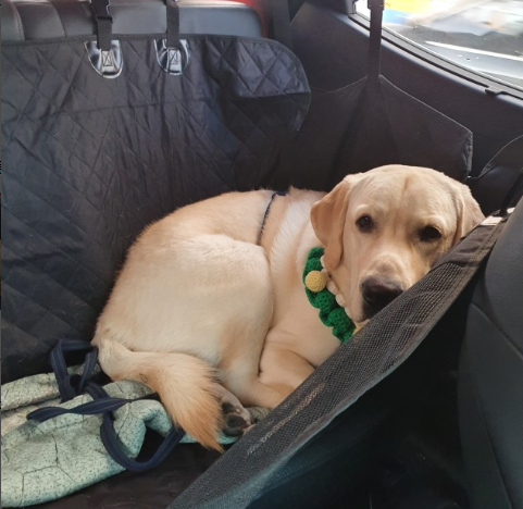 강아지카시트 애견 대형견 뒷좌석 카시트 차시트