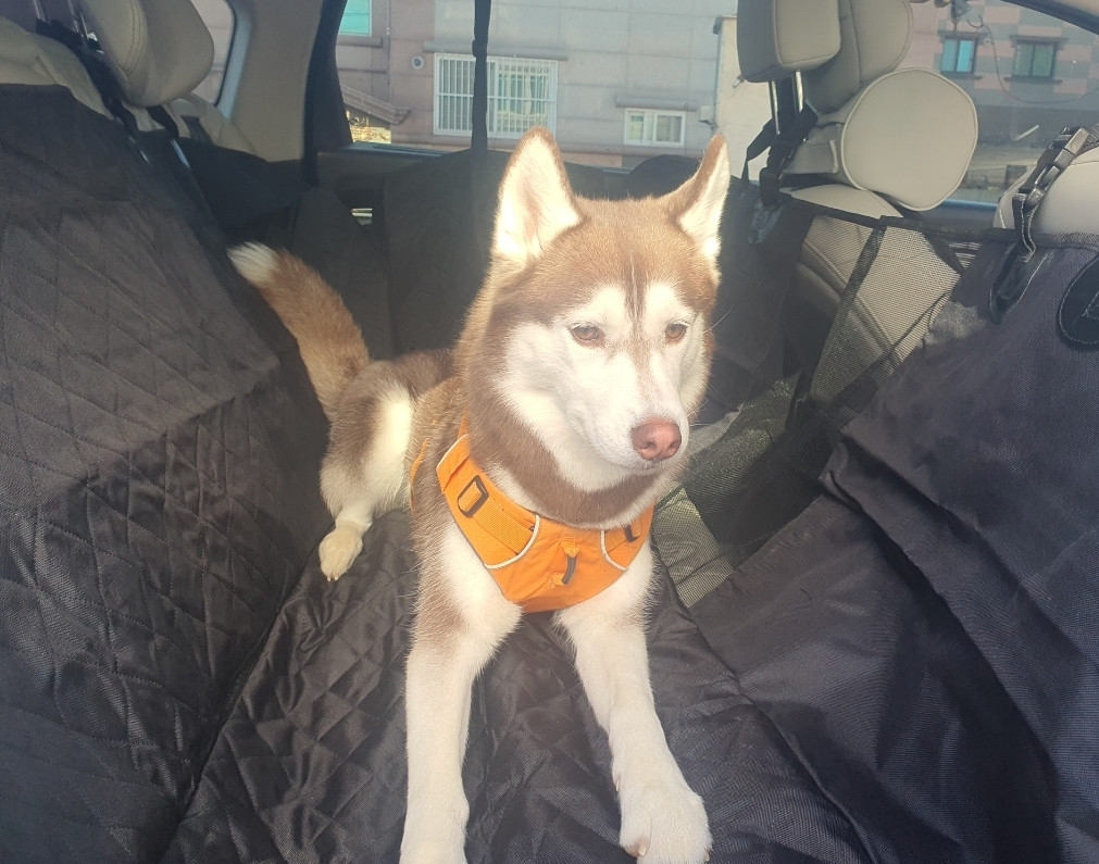 강아지카시트 애견 대형견 뒷좌석 카시트 차시트