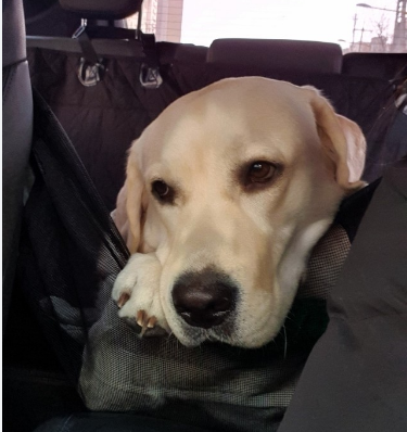 강아지카시트 애견 대형견 뒷좌석 카시트 차시트