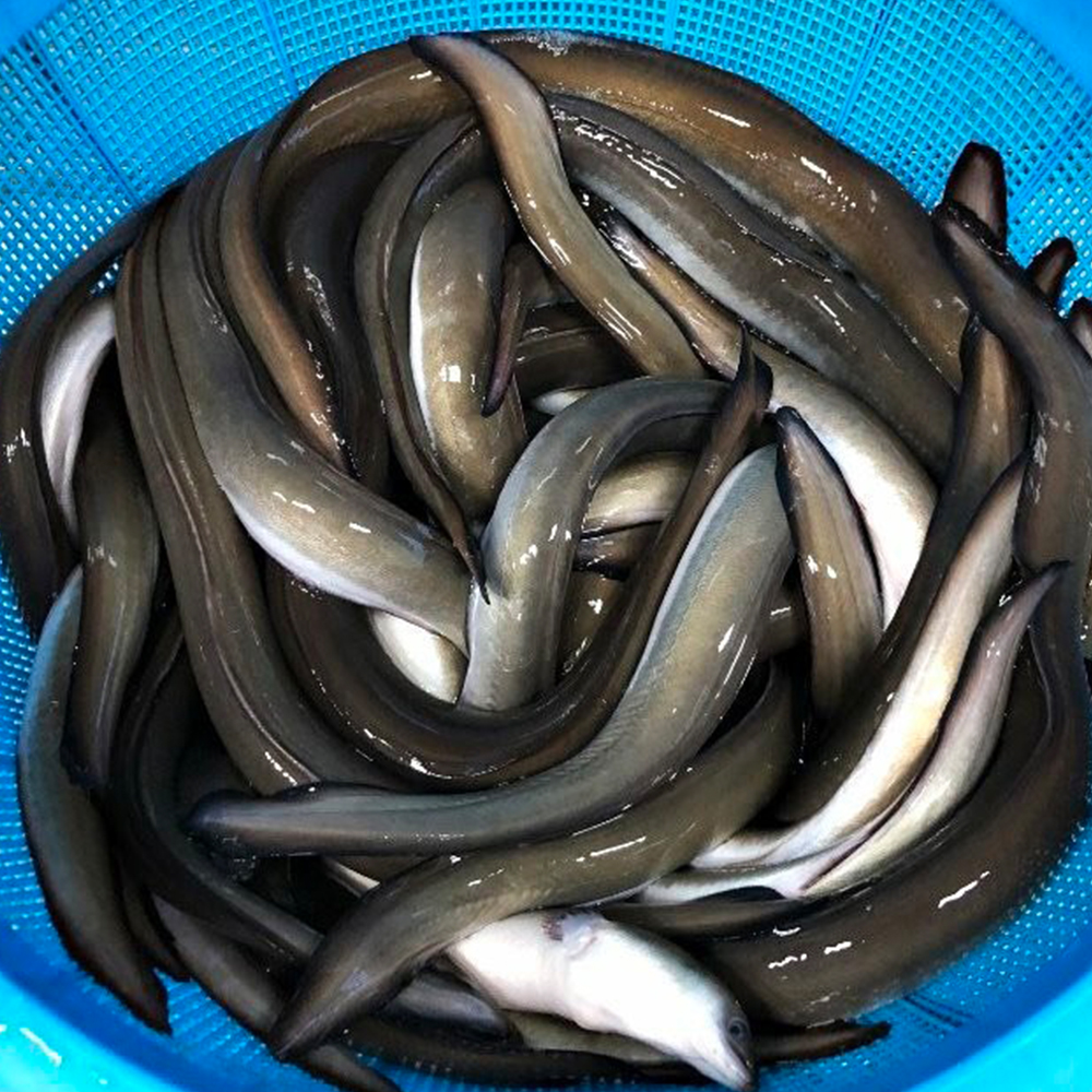 고창 풍천 국내산 자포니카 민물 장어, 구이용 생장어 1kg - 상세 이미지 2