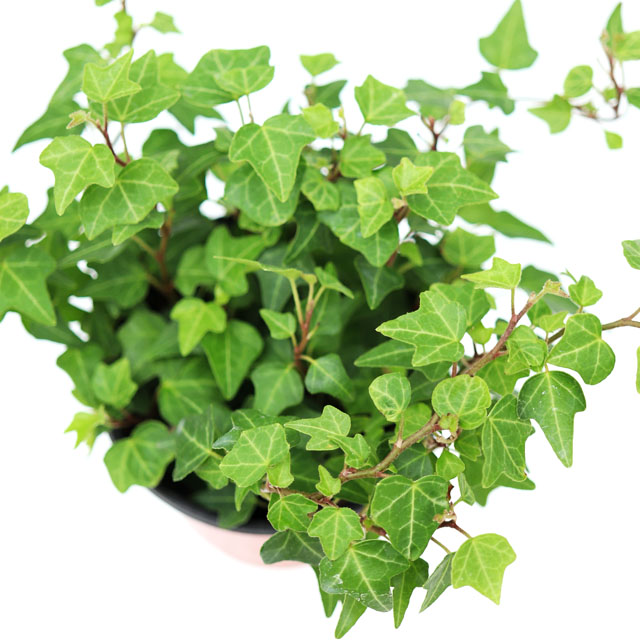 미니 애기아이비 거실화분 음지식물