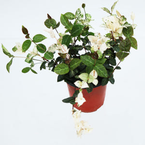 초설 넝쿨 덩굴 마삭줄 키우기 실내공기정화식물 오색마삭줄 야생화 정원식물 실사용 후기 | 효과 있을까? - 상품 이미지 1