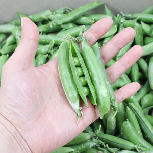 2026년 햇 완두콩 국내산 햇콩 500g 껍질 완두콩 이유식 맛있게 먹은 솔직 후기 - 상품 이미지 2