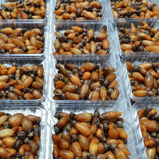 신선보장 당일조업 통영 생물 참미더덕 손질 미더덕회 제철 500g - 상세 이미지 3