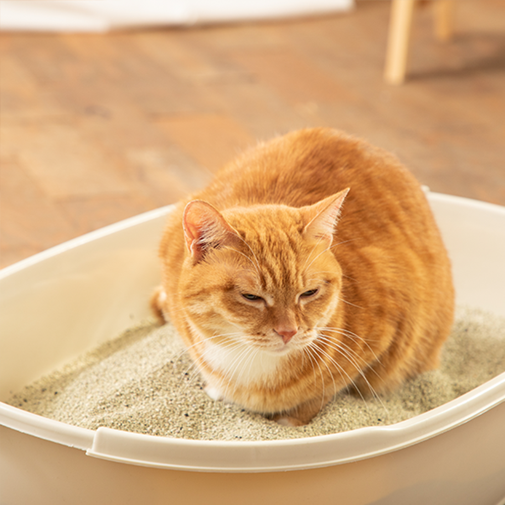 [정기구독1등] 샌드백모래 프리미엄 9kgx2팩 벤토나이트 먼지 냄새 없는 고양이모래