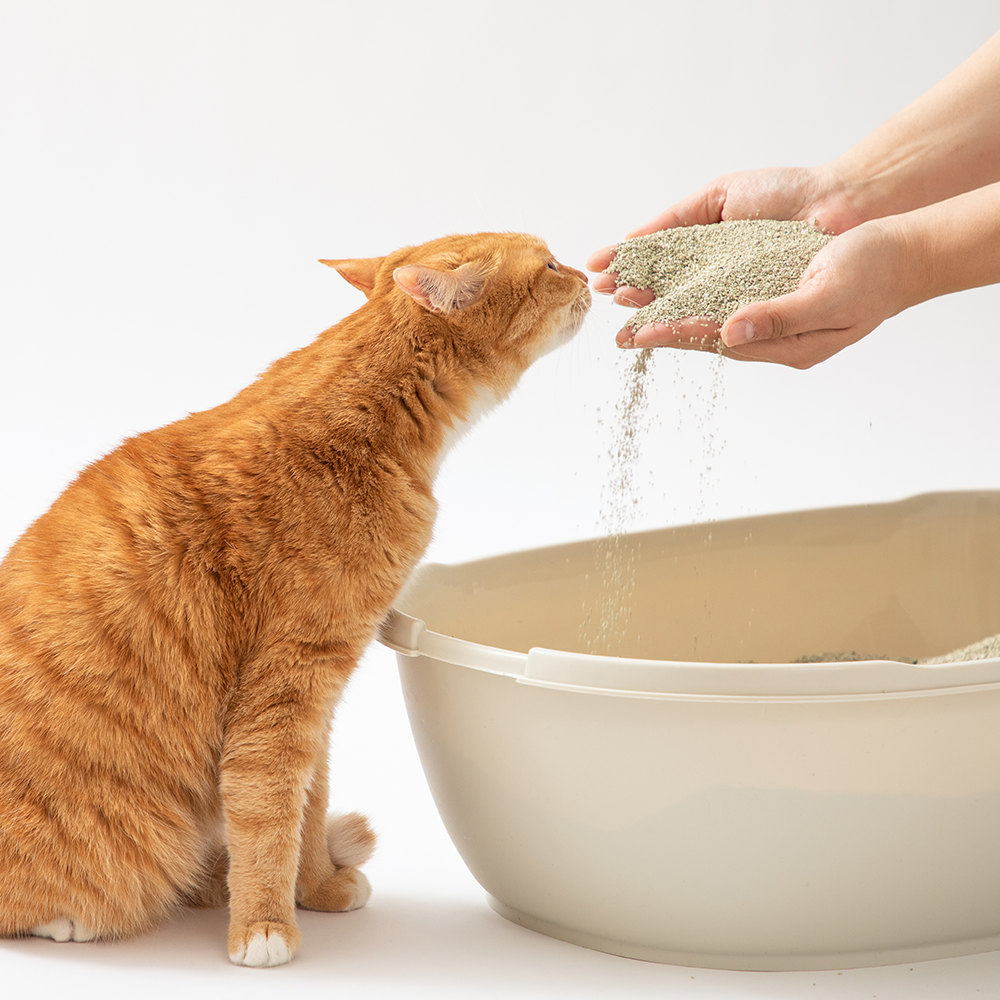 [정기구독1등] 샌드백모래 프리미엄 9kgx2팩 벤토나이트 먼지 냄새 없는 고양이모래