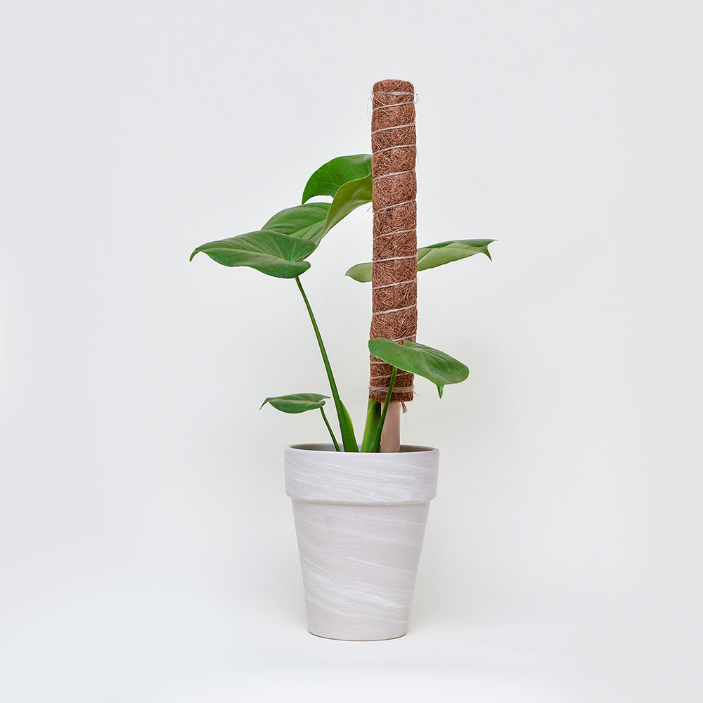 수태봉 식물지지대 코코봉 몬스테라 연결형 30cm - 상세 이미지 3