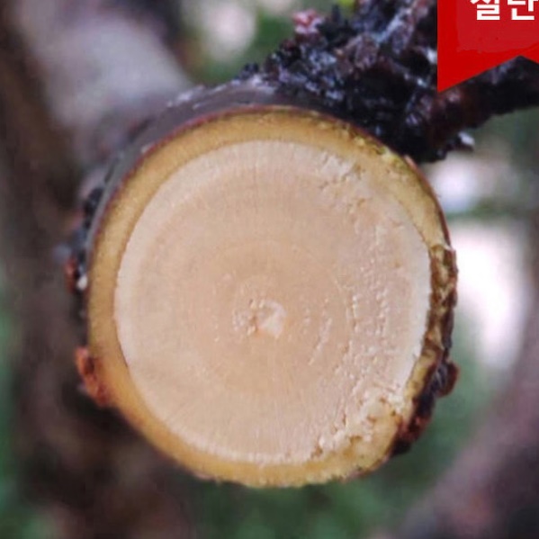 자동전지가위 전기 충전 정원용 가위 전동 전정 가위 - 상세 이미지 4
