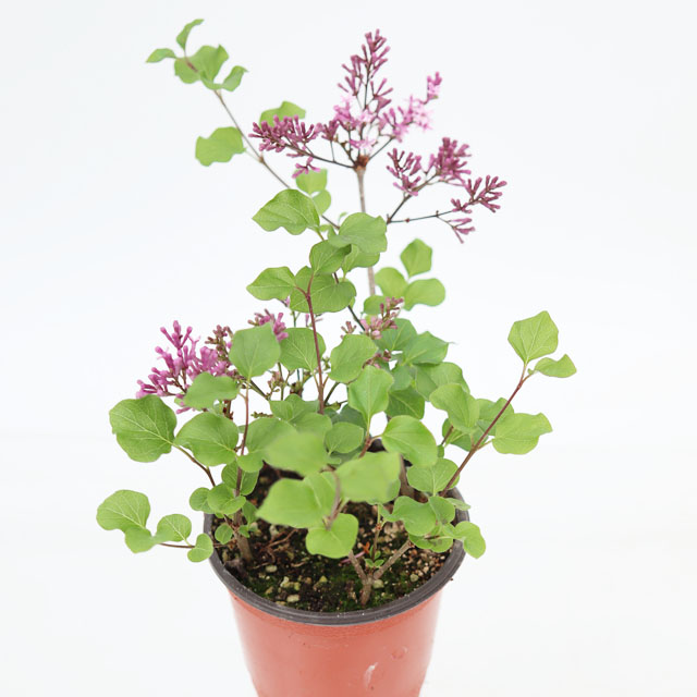 미스김라일락 나무 라일락꽃 관엽 공기정화식물 실내인테리어 소품 생화 화분