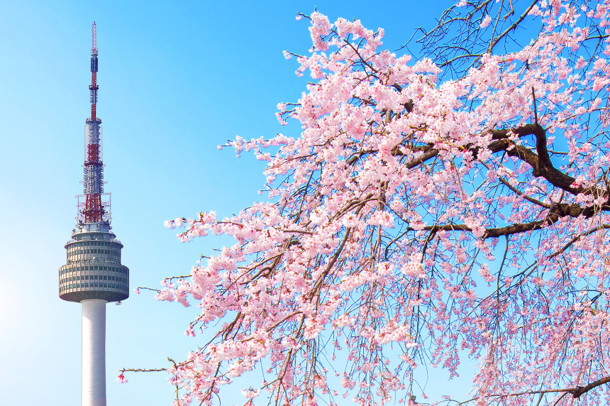 seoul-tower-pink-cherry-blossom-sakura-season-spring-seoul-south-korea.jpg