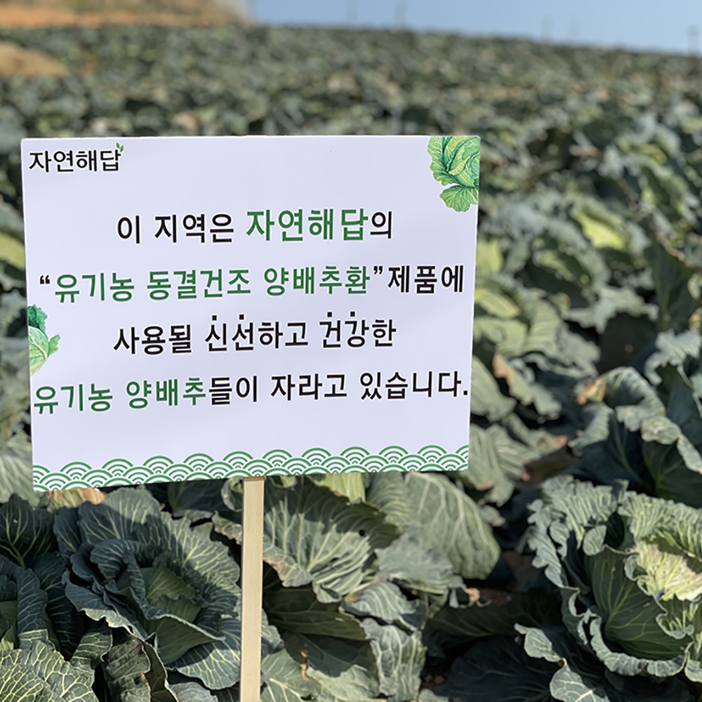 자연해답 유기농 동결건조 양배추환 스틱 100% 1박스(3g x 30포) 국내산 이미지 2