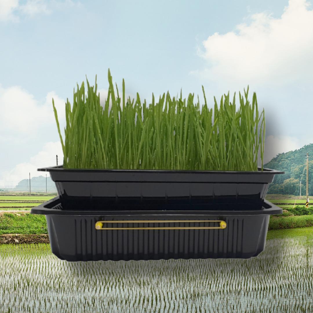 새싹보리 재배기 세트 새싹 보리 키우기 키트 자동 관수