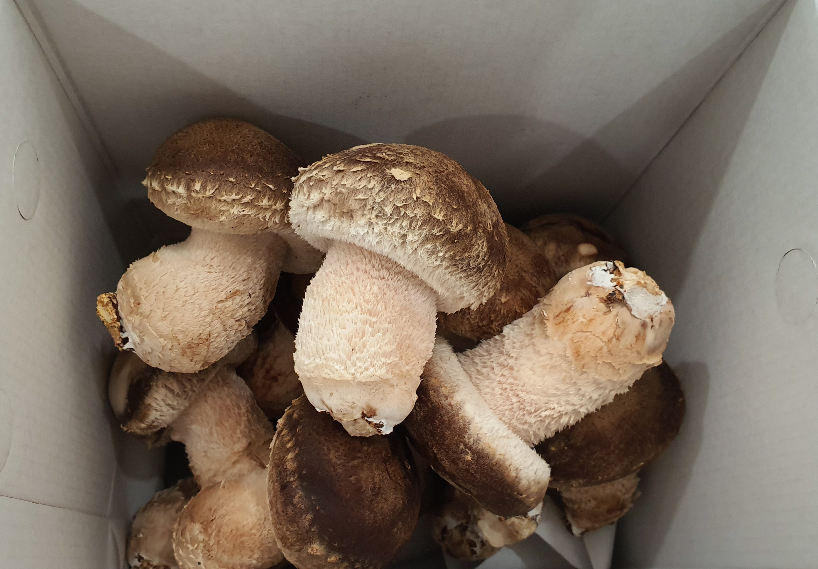 무농약 꼼지락농부의 송화고버섯 일반형(중품1kg) 이미지 6