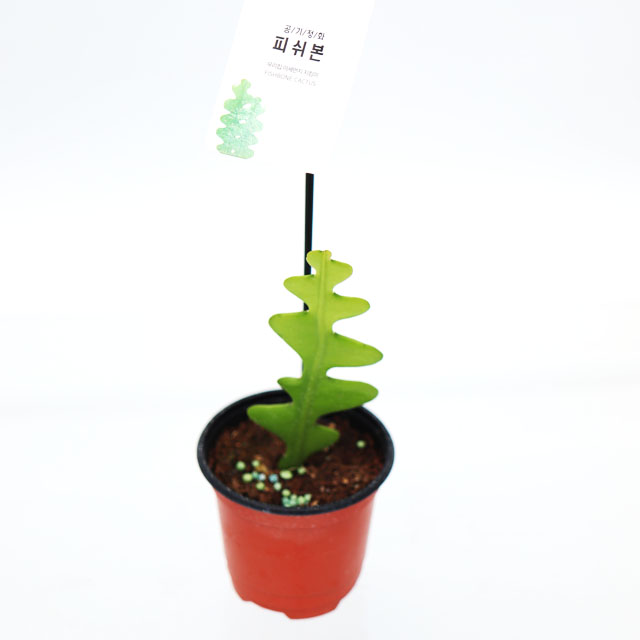 피시본 피쉬본 그늘 음지 거실화분 다육 선인장 키우기 실내공기정화식물 뼈다귀선인장 지그재그